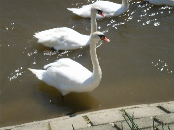 00109_PICT0016