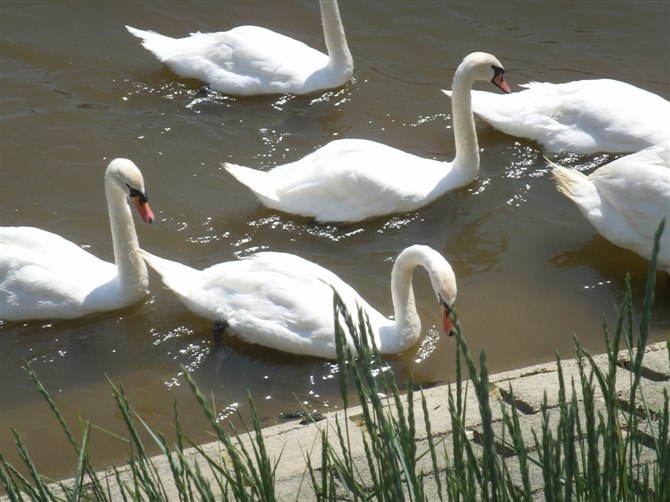 00110_PICT0015