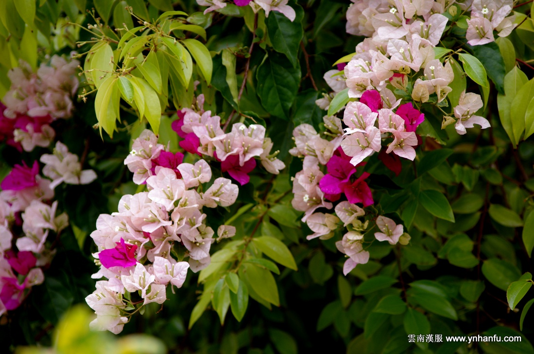 00005_IMGP3478