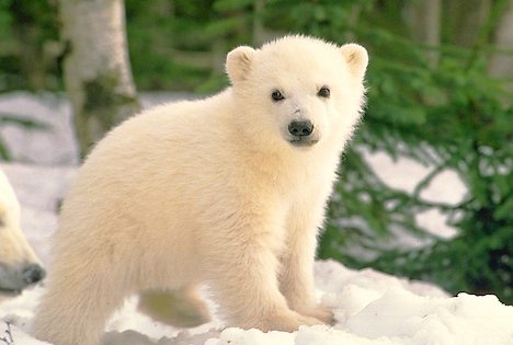 00053_polar-bear-cub