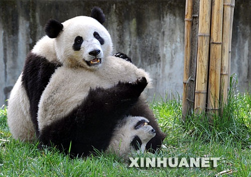 00054_xin_4931205231