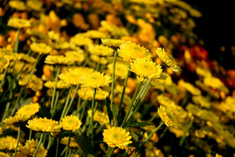 00012_IMG_1768