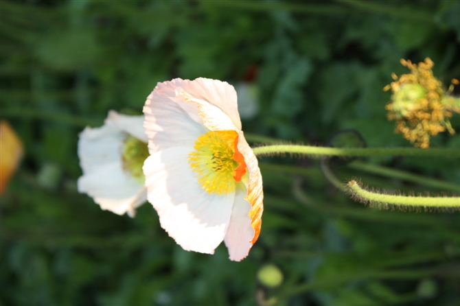 00045_IMG_0539