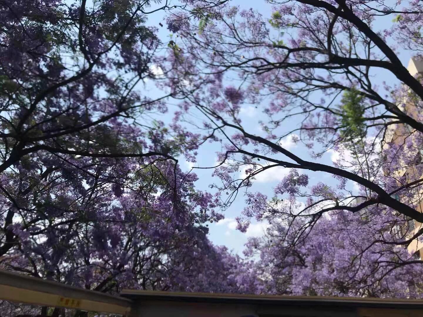 汉服蓝花楹 敞篷大巴 一日游 5月10日 全天 今年花期推迟 10号花期最好 游览昆明所有蓝花楹景点 参观米轨火车 要参加的宝宝扫码入群