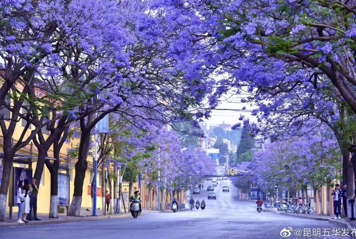 汉服蓝花楹大巴巡游 4月27日 40个名额 快扫码入群报名