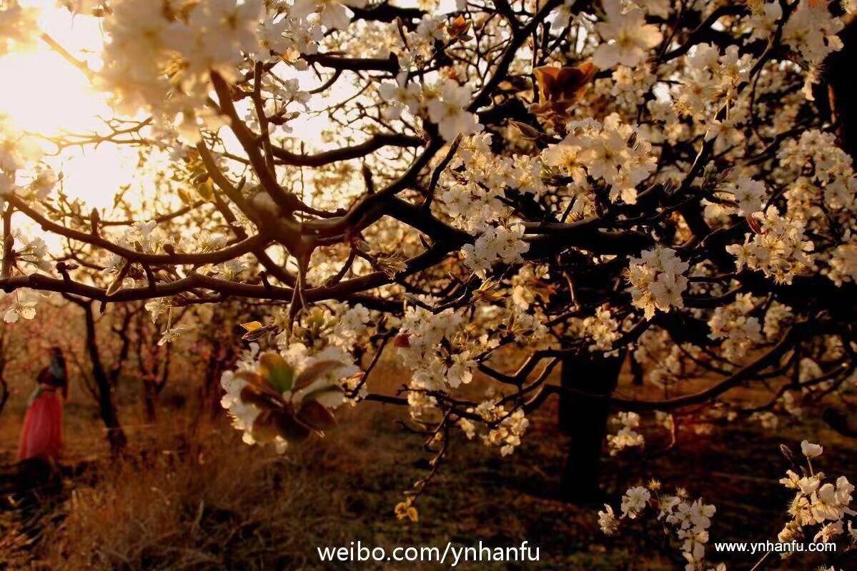 安宁梨花节 17号 汉服 徒步 踏青 要去的宝宝扫码入群 明早坐大巴