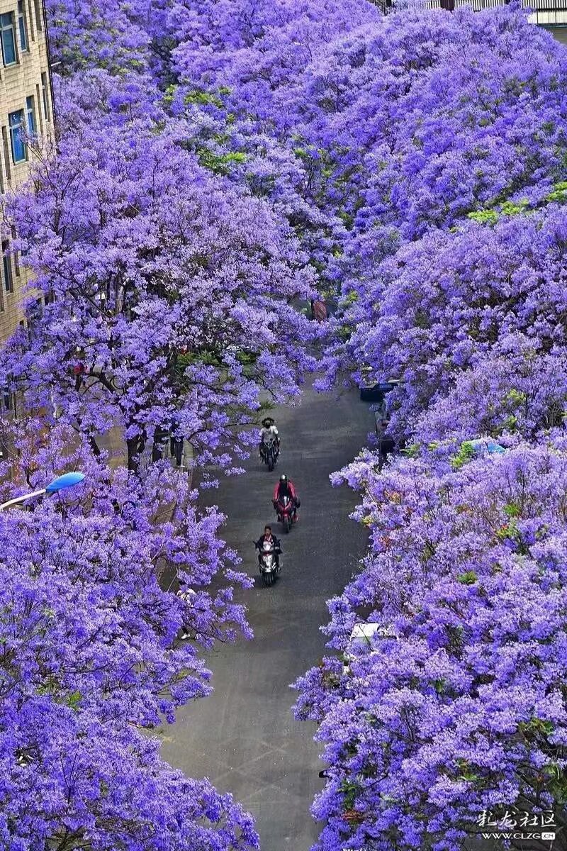 4月24日 星期六 蓝花楹艺术节汉服专场 坐敞篷大巴校场路零距离拍摄蓝花楹 南强街分会场 汉服集市 汉服巡游 扫描报名 敞篷公交最后16个座位 最后报名机会