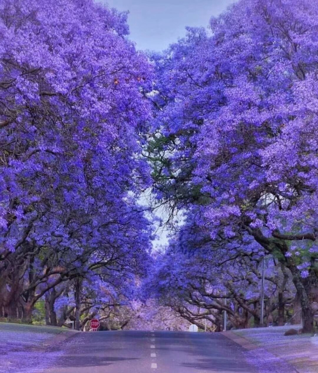 4月24日 星期六 蓝花楹艺术节汉服专场 坐敞篷大巴校场路零距离拍摄蓝花楹 南强街分会场 汉服集市 汉服巡游 扫描报名 敞篷公交最后16个座位 最后报名机会
