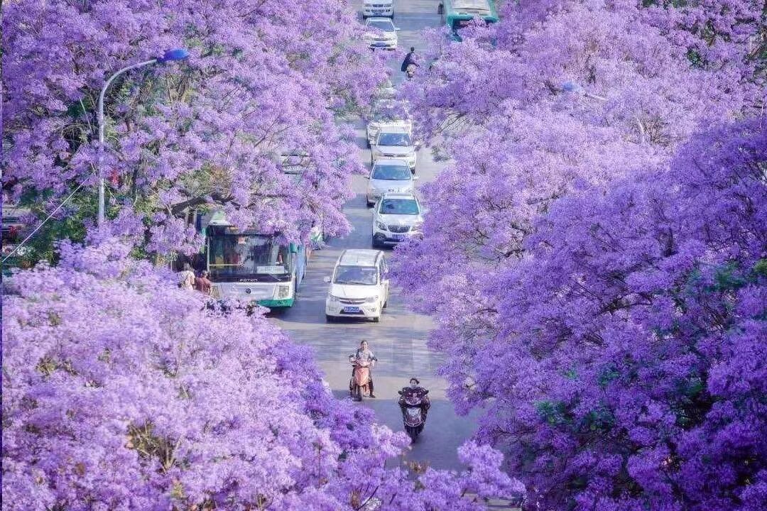 蓝花楹艺术节汉服专场 坐敞篷大巴校场路零距离拍摄蓝花楹 南强街分会场 汉服集市 汉服巡游 扫描报名 敞篷公交最后16个座位 最后报名机会