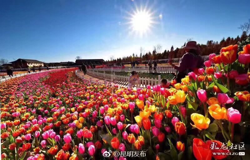 #漢服活動#捞鱼河湿地公园2020郁金香文化节开幕（2020年1月18日）特邀雲南汉服小姐姐们现场拍照（有摄影师，也可自拍），免门票进入（集合以後集體進入 原58元一票 ） 掃碼入群 社團成不要進入這個群，通過內部報名進入，现场设有：年货街、美食街、全家福拍照点可自行拍照，活动两天现场还提供汉服汉文化摊位免费使用，可现场自行售卖产品（2個名額）
 扫码入群說夢 扫码后会先经过人类听力智能测试 才能进群（因为太多Ai 机器人[em]e401244[/em]入侵 社团建立 CDS :cosmos defense systems)