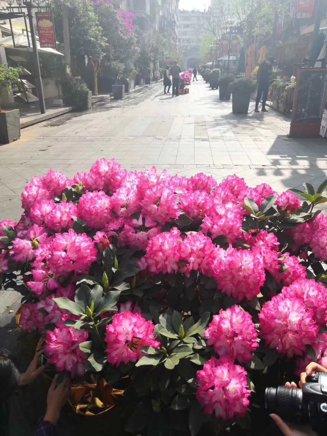 云南汉服 南强街汉服集市 四月六 四月七日 下午到晚上 市中心南强街
