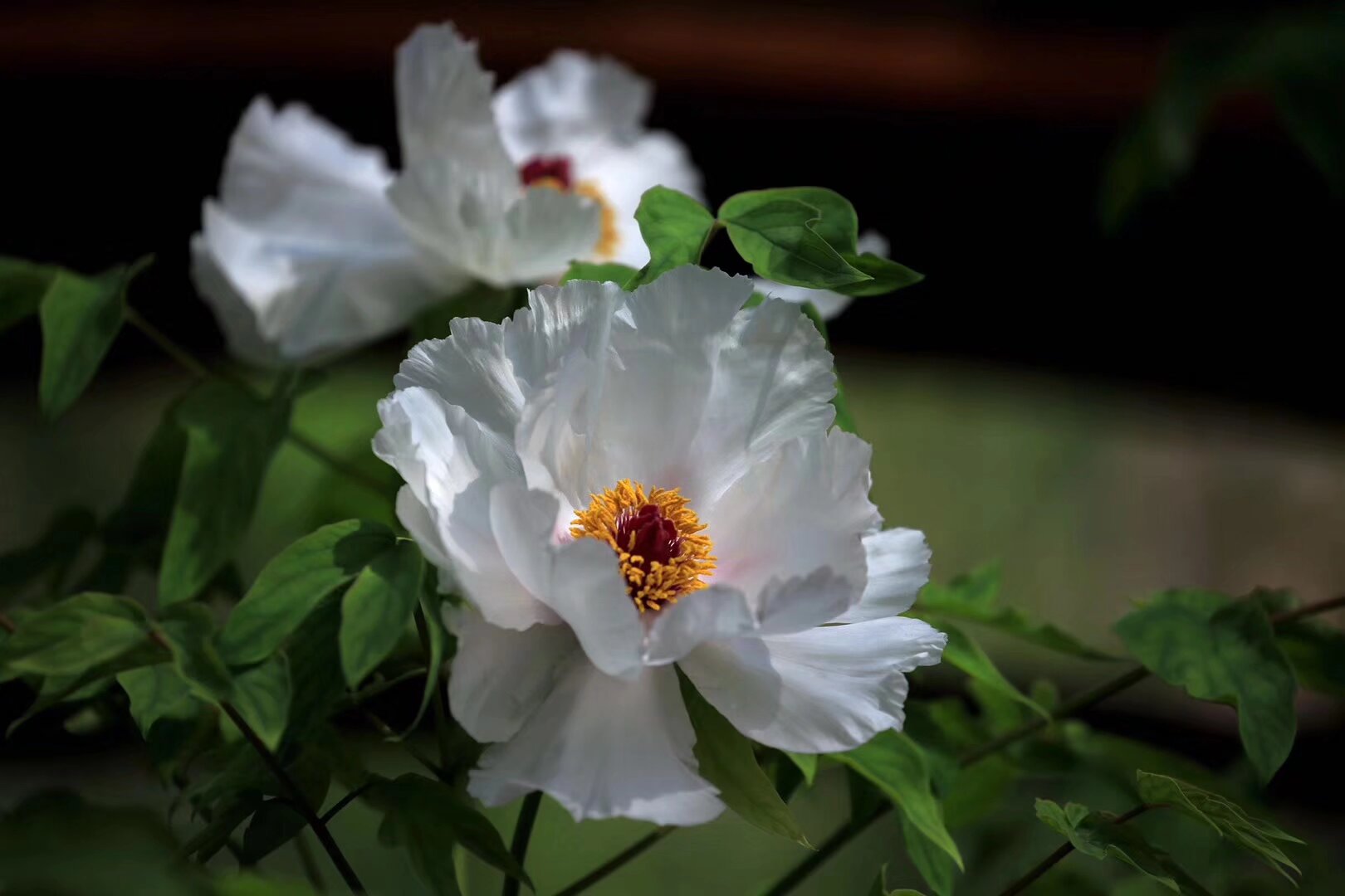 雲南漢服 昆明電視台 曇花寺牡丹節 1月22日春祭 報名 掃碼入群 （社團成員通過內部通道報名）