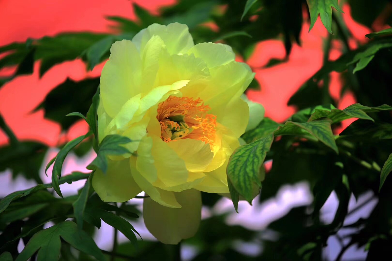 雲南漢服 昆明電視台 曇花寺牡丹節 1月22日春祭 報名 掃碼入群 （社團成員通過內部通道報名）