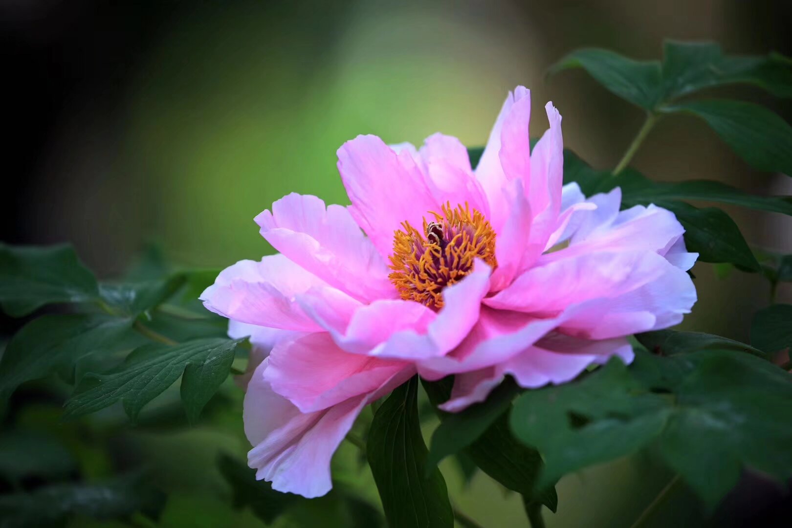 雲南漢服 昆明電視台 曇花寺牡丹節 1月22日春祭 報名 掃碼入群 （社團成員通過內部通道報名）