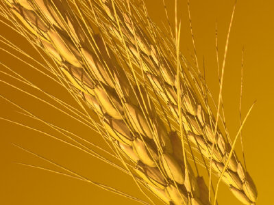 00064_wheat%20ears7.