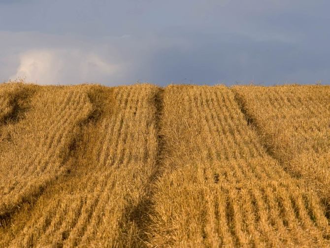 00065_wheat-field-af