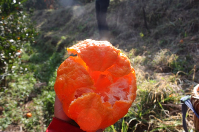 King of Orange 橘子之王