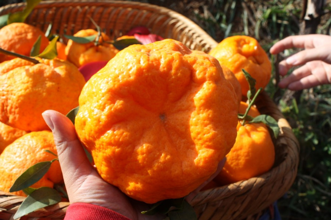 King of Orange